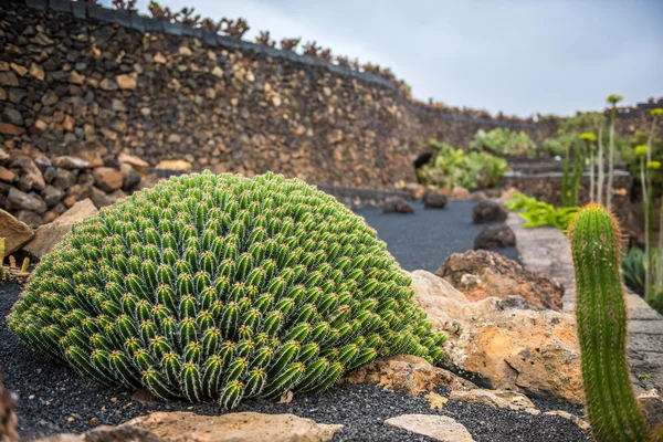 Vista sul giardino di cactus, Lanzarote — Foto Stock