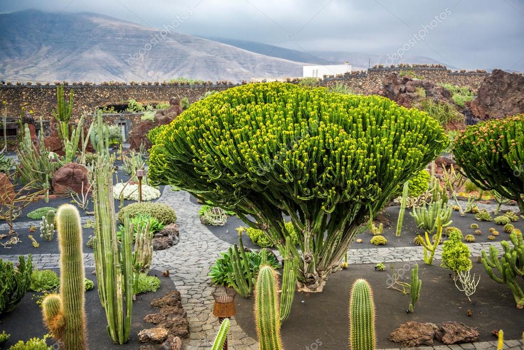 View Of Cactus Garden Lanzarote Stock Photo By Tan4ikk 70003809 - Cactus Garden Images View Of Cactus Garden Lanzarote Stock Photo By Tan4ikk 70003809 - Cactus Garden Images