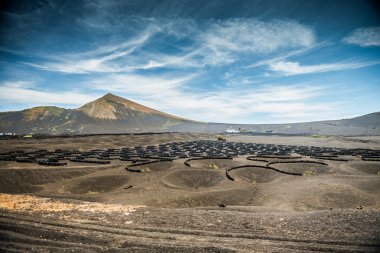 La Geria 'daki üzüm bağları