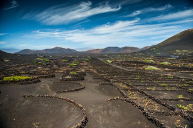 La Geria 'daki üzüm bağları