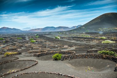 La Geria 'daki üzüm bağları