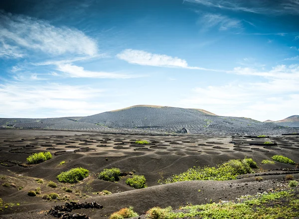 Vinodlingar i La Geria — Stockfoto