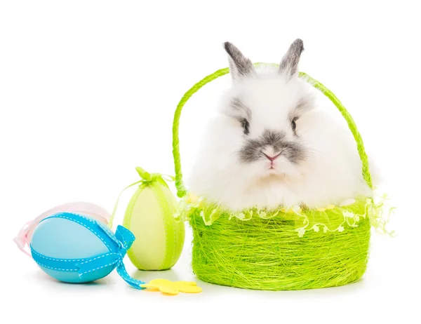 Rabbit  with colored eggs — Stock Photo, Image