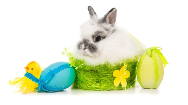 Rabbit  with colored eggs — Stock Photo, Image