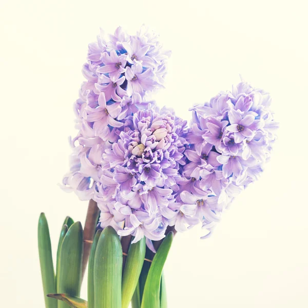 Hyacinth crescendo no potenciômetro — Fotografia de Stock