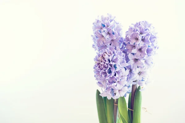 Hyacint växer i kruka — Stockfoto