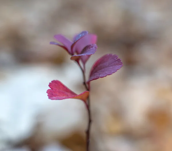 Renkli sonbahar yaprakları — Stok fotoğraf