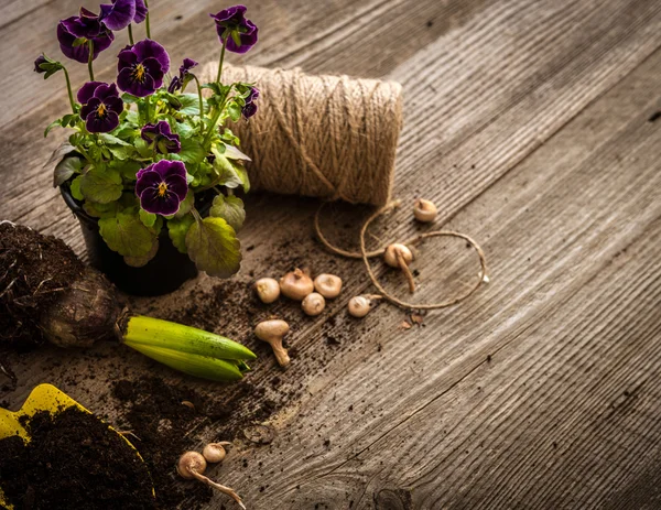 Plantas para plantio e acessórios de jardim — Fotografia de Stock