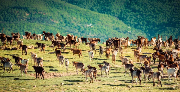 Manada de cabras — Foto de Stock