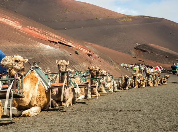 Karavana velbloudů v poušti na Lanzarote — Stock fotografie