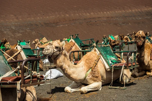 Караван верблюдів на Лансароте — стокове фото
