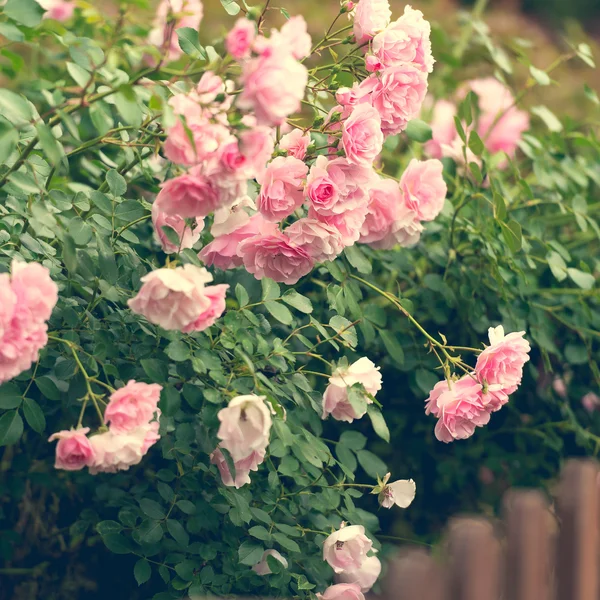 Bahçede pembe güller — Stok fotoğraf