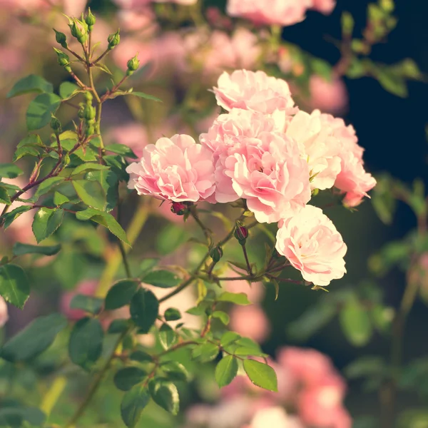 Bahçede pembe güller — Stok fotoğraf