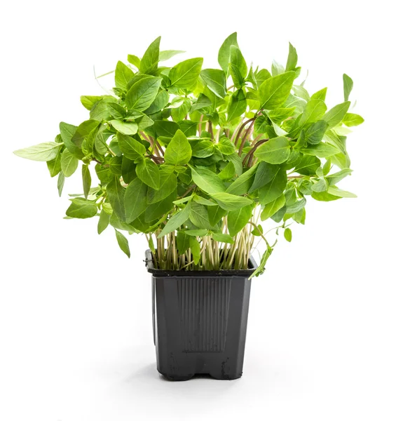 Thai basil plan — Stockfoto