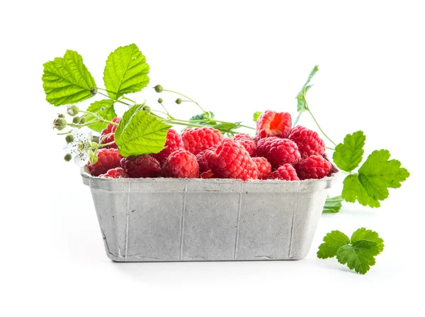Raspberries container with leaves — Zdjęcie stockowe