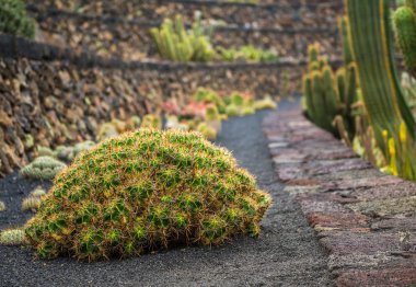 View of cactuses garden , Lanzarote