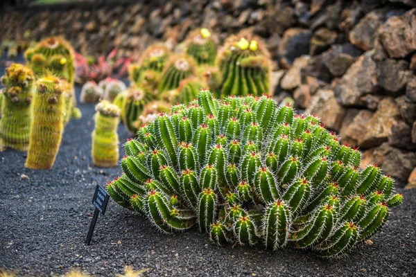 View of cactuses garden , Lanzarote — Stockfoto