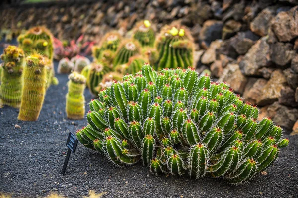 Blick auf den Kakteengarten, lanzarote — Stockfoto