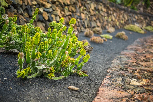 View of cactuses garden , Lanzarote — Stock Fotó