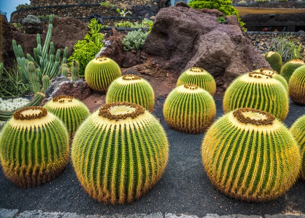 View of cactuses garden , Lanzarote — Stock Fotó