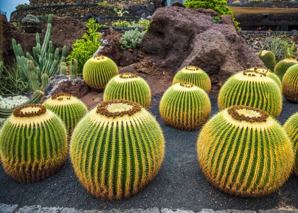 View of cactuses garden , Lanzarote — Stockfoto