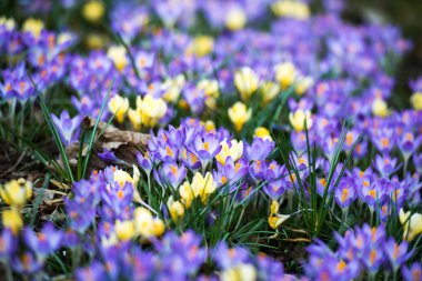 background of spring crocuses clipart