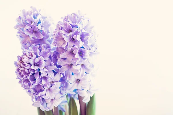 Hyacint växande blommor — Stockfoto