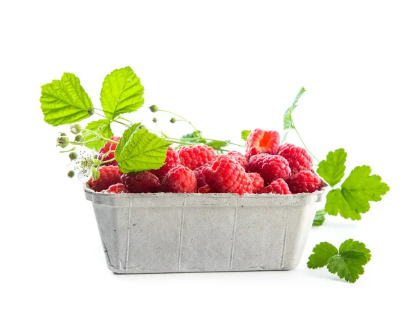 Raspberry container — Stockfoto