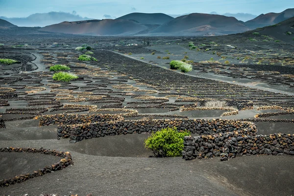 Viñedos en La Geria — Foto de Stock