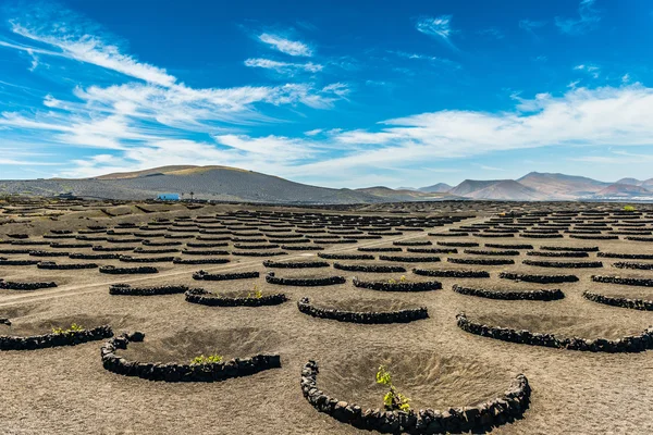 Vigneti a La Geria — Foto Stock