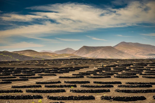 Vinodlingar i La Geria — Stockfoto