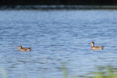 İki Yeşil Kanatlı Tay Gölette Yüzüyor