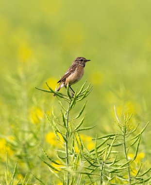 Avrupa Taş Devri, Tecavüz Tarlasında Harekete Geçmiş Kadın