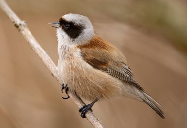 Eurasian Penduline Tit Bird Singing On A Branch In Spring