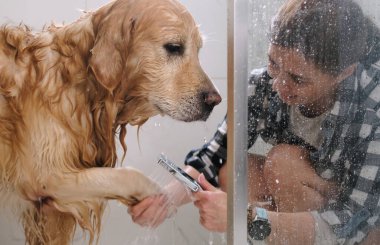 Dişi sahibi, banyo kabininde köpekli köpekleri yıkıyor ve sabunluyor.