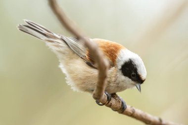 Vahşi Doğanın Dalındaki Remiz Kuşu