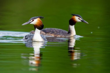Orman Gölü 'ndeki İki Büyük İbikli Yunus Kuşu