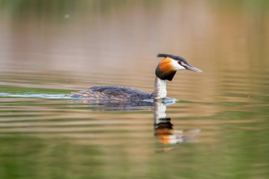Orman Gölü 'ndeki Büyük İbikli Yunus Kuşu