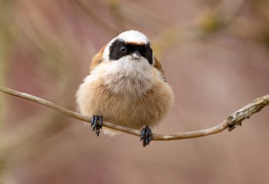 Eurasian Penduline Tit Bird On A Branch