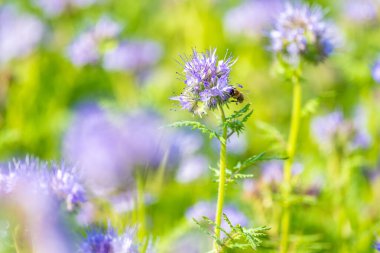 Phacelia Arılarla Çiçek Açtı