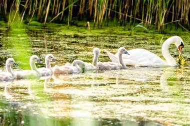 Gölette Piliçlerle Dilsiz Kuğu