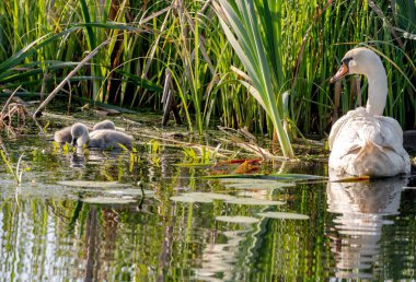 Piliçlerle Gölette Dilsiz Kuğu