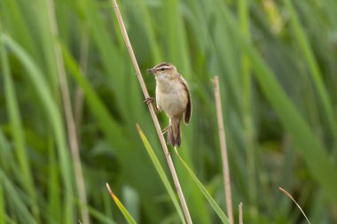 Reed 'in üzerinde oturan Sedge Warbler ve Vahşi Kuşlar