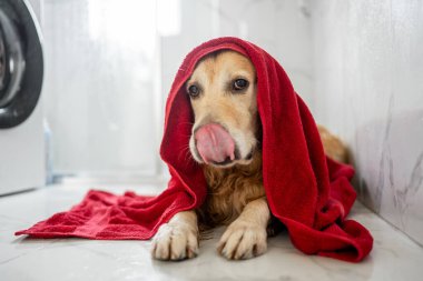 Banyo yaptıktan sonra kırmızı havluyla dudaklarını yalayan altın av köpeği.