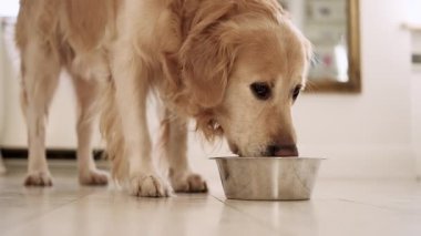 Sevimli Golden Retriever Dog hafif bir mutfakta yemek kasesinden su içiyor.