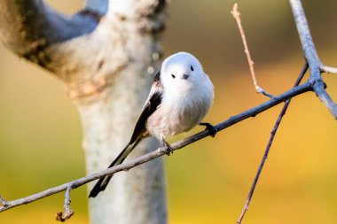 Long-Tailed Tit Sitting On A Branch In Autumn On A Yellow Background Of Leaves