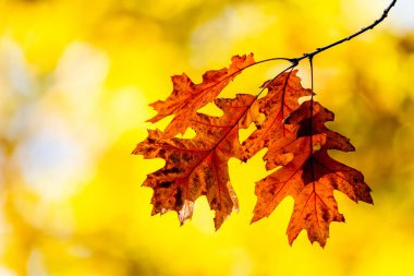 Meşe Yaprakları Ağaçta Güneş Işığı Altında Sarı Arkaplanda