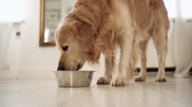 Sevimli Golden Retriever Dog hafif bir mutfakta yemek kasesinden su içiyor.