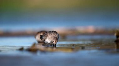 Dunlin gölde yiyecek arıyor.