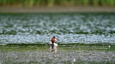 Göle geri dönen piliçle Büyük Armalı Grebe